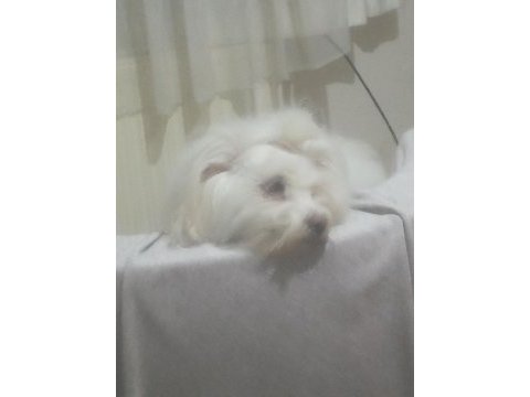 Sahibinden 1 yaşında dişi maltipoo