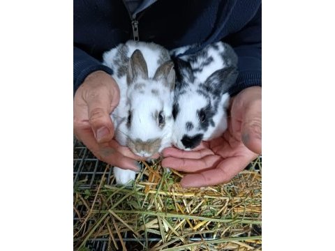 Yeni zellanda tavşanları