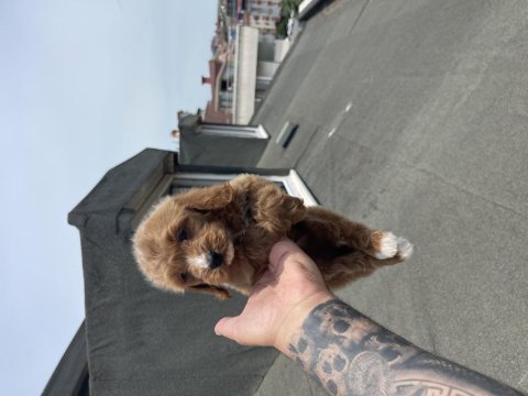 Maltipoo yavrular