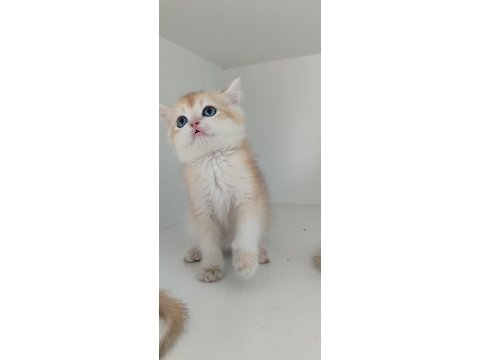 British shorthair golden