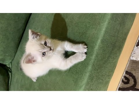 British shorthair