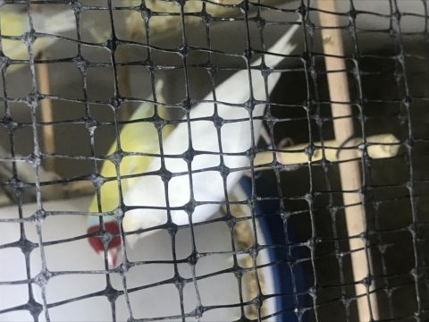 Bengal ispinozu dişi erkek karışık