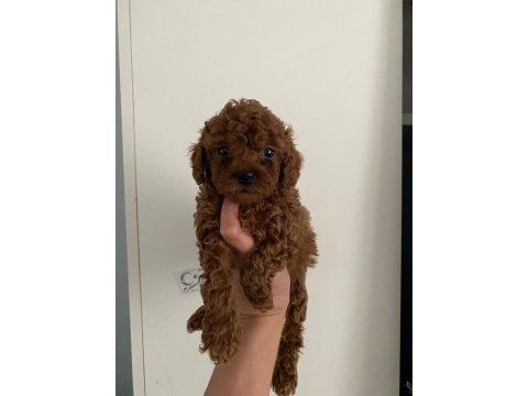 Orijinal toy poodle yavrularim ev üretimi