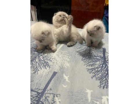 British shorthair blue point ve gri bebeklerimiz