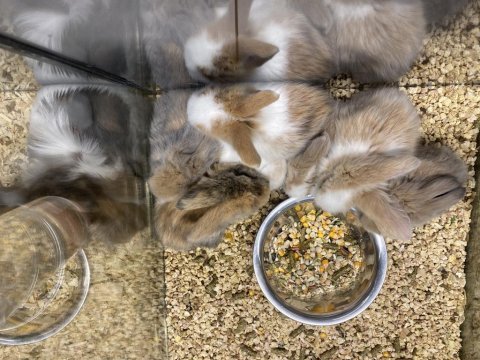 2 aylık lop hollanda tavşanları