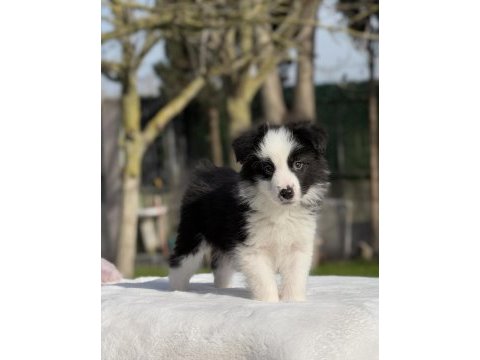 Siyah beyaz border collie yavrular