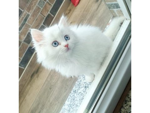 2 aylık dişi british longhair