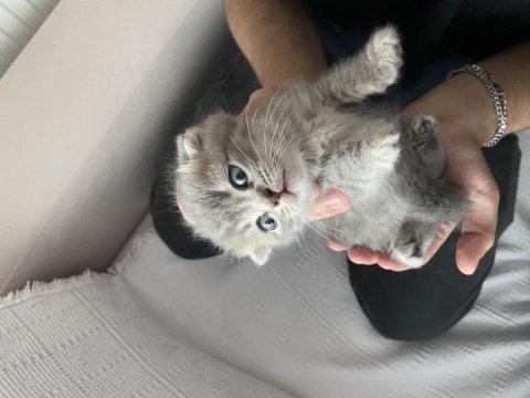 Minik scottish fold yavrumuz