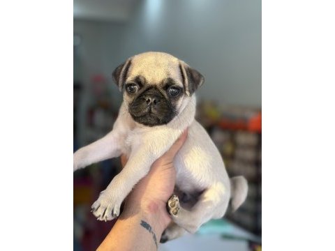 Hamburger surat gül kuyruk pug mops