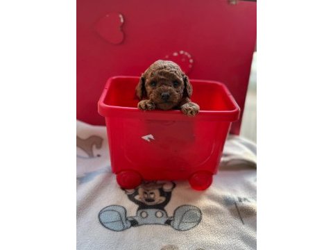 Dişi erkek sağlık garantili bebek surat toy poodle