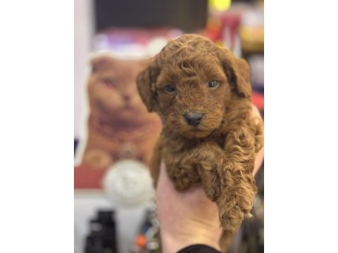 7 yıllık tecrübemiz ile poodle yavrularımız sizlerle