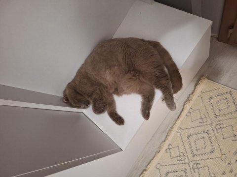 Dişi british shorthair