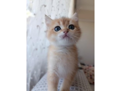 Golden bebekler british shorthair