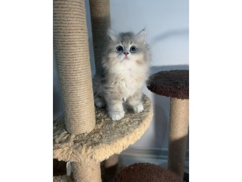 British longhair blue golden ay12 2 erkek 1 dişi bebekler