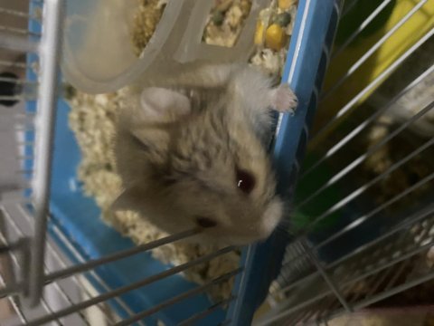 Ücretsiz hamster