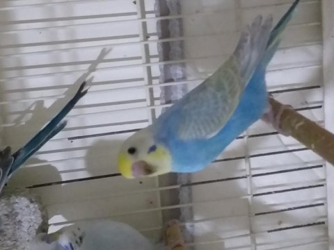 Yeme düşen muhabbet kuşu yavrular canlı renkler