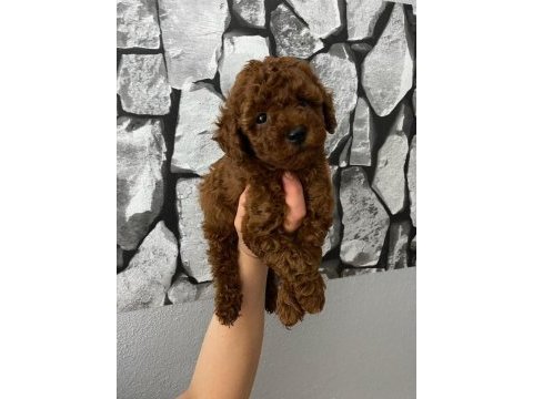 Toy poodle yavrularim orijinal ev doğumlu