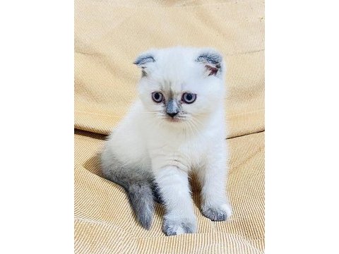 Scottish fold yavru