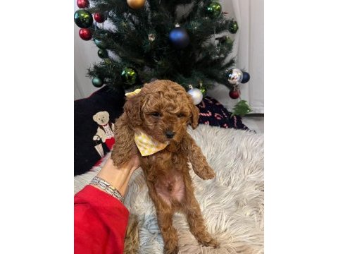 Orjinal toy poodle