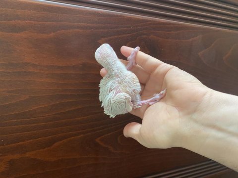 Bebek pakistan papağanı yavruları