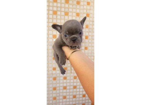 Teslime hazır french bulldog yavruları
