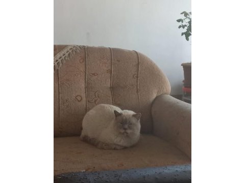 Ücretsiz sakin ve tatlı kediler
