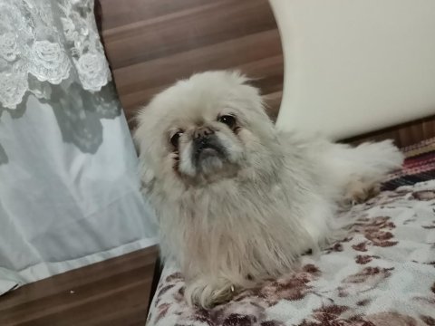Nadir renk terrier