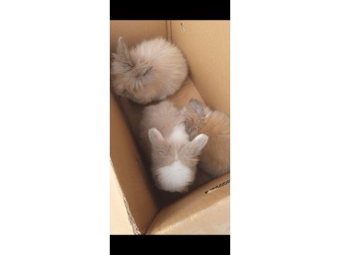 Hollanda lop tavşanı 1 erkek ve 1 dişi