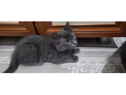 2 adet scottish fold kedi biri gri renk diğeri kırçıllı