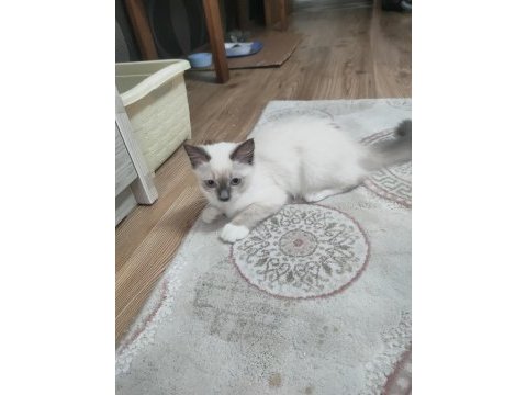Safkan ragdoll 4 aylık dişi