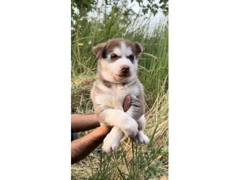 Sibirya kurdu (husky) yavrularımız