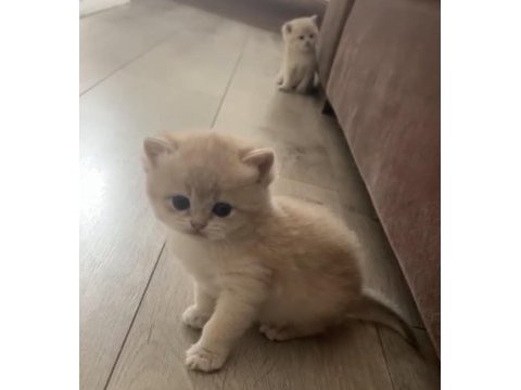 Muhteşem kalite safkan british shorthair bebekler