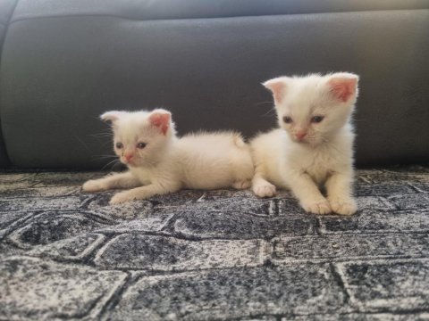 Tatlı siyam scottish fold iran yav. ailelerini arıyor
