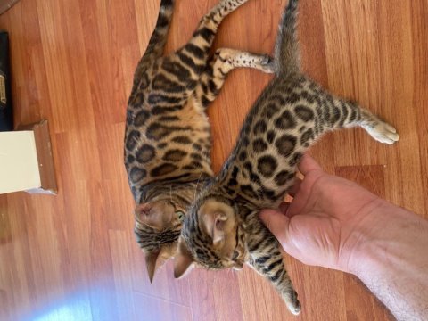 Safkan bengal