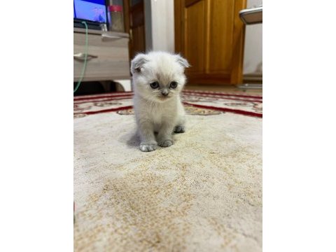 Scottish fold bulu point yavrular