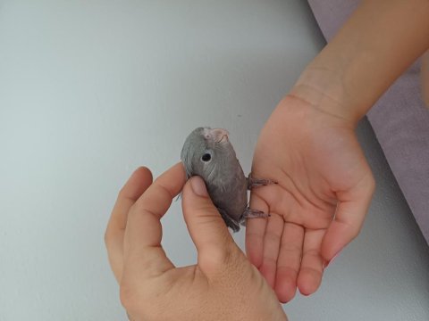 40 günlük sultan papağanı