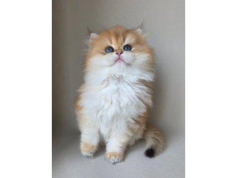 Asilzade golden british longhair 