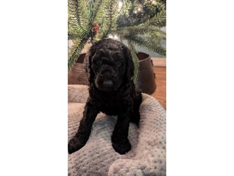 Safkan maltipoo bebeklerimiz