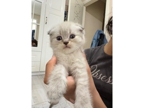Scottish fold yavru kedimiz