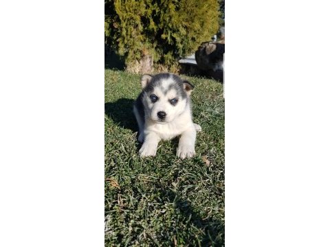 Masmavi gözlü safkan husky yavruları