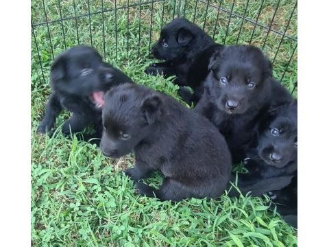 Solid black alman çoban kurtları