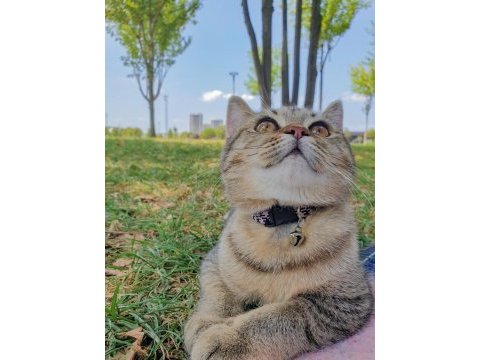 Siyah beyaz kırçıllı british shorthair