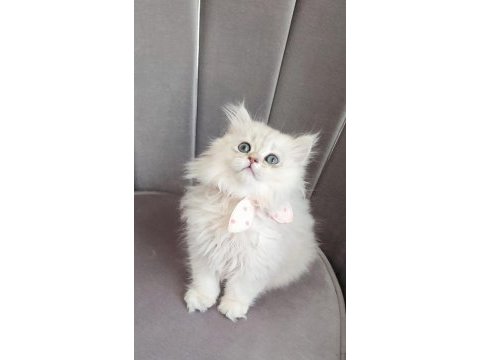 British longhair prenses