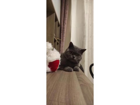 Merhaba ben british shorthair duman