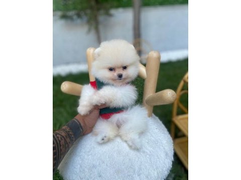 Tüy yumağı pomeranian bebeğimiz tako