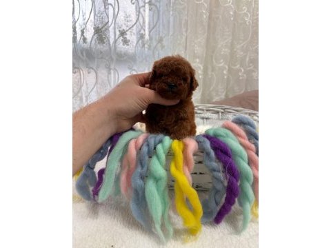 Toy poodle köpeğimiz yeni yuvasını arıyor