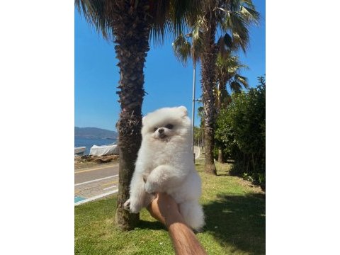 Pomeranian 4 yaşında