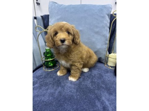 Terrier melezi değil f1 maltipoo