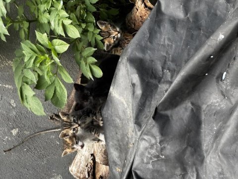 Dört tane bebek kediye yuva arıyoruz