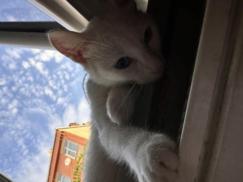 11 aylık ankara kedimiz lina
